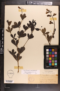 Baptisia australis image