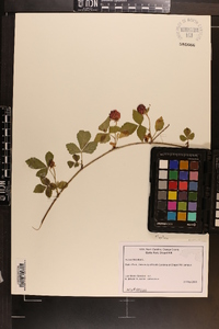 Rubus hispidus image