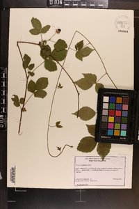 Rubus flagellaris image