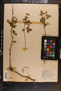 Rubus flagellaris image