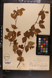 Rubus flagellaris image