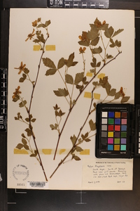 Rubus flagellaris image