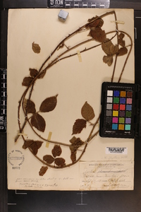 Rubus flagellaris image