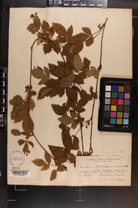 Rubus flagellaris image