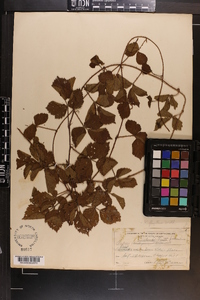 Rubus flagellaris image