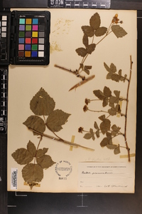 Rubus flagellaris image