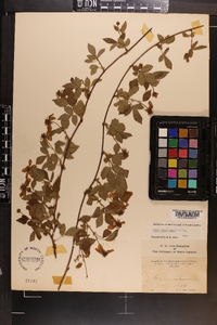 Rubus flagellaris image