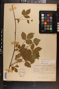 Rubus flagellaris image