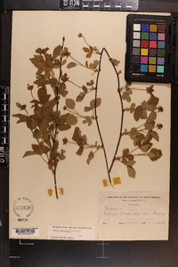 Rubus flagellaris image