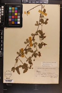 Rubus flagellaris image