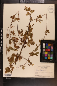 Rubus hispidus image