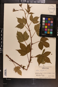 Rubus hispidus image