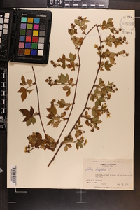 Rubus hispidus image