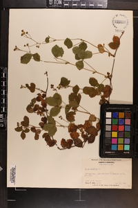 Rubus hispidus image