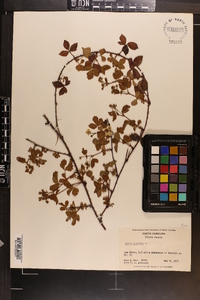 Rubus hispidus image