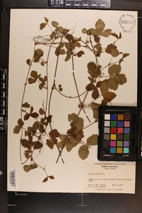 Rubus hispidus image