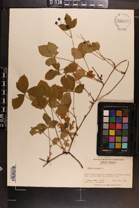 Rubus hispidus image