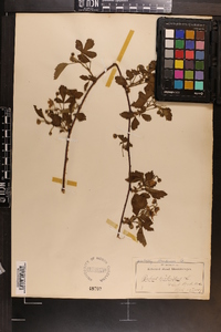 Rubus hispidus image