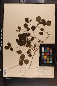 Rubus hispidus image