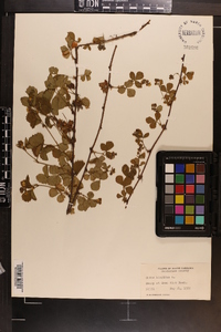 Rubus hispidus image