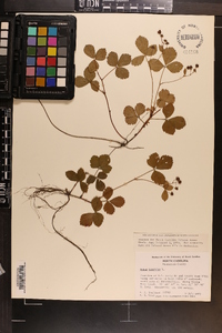 Rubus hispidus image