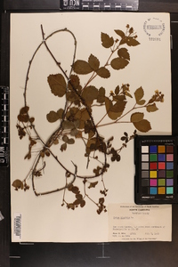 Rubus hispidus image