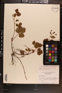 Rubus hispidus image