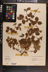 Rubus hispidus image