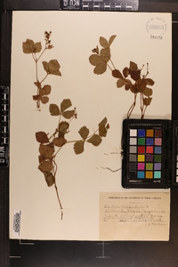 Rubus hispidus image