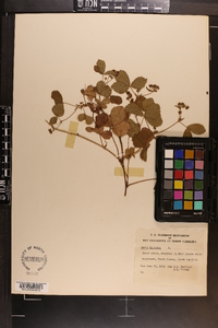 Rubus hispidus image