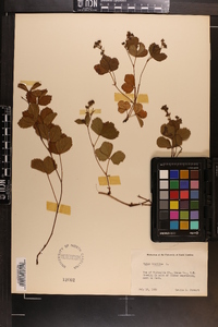 Rubus hispidus image