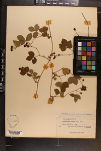 Rubus hispidus image