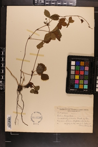 Rubus hispidus image