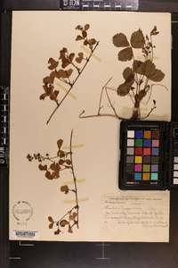 Rubus hispidus image