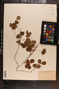 Rubus hispidus image