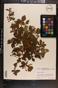 Rubus hispidus image