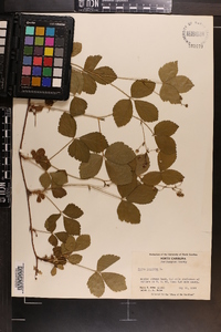 Rubus hispidus image