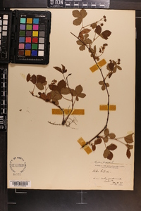 Rubus hispidus image