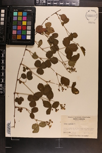 Rubus hispidus image