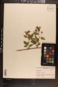 Rubus hispidus image