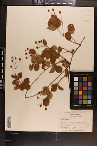 Rubus hispidus image