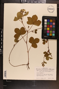 Rubus hispidus image