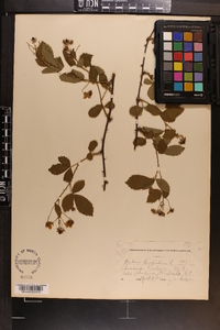 Rubus hispidus image