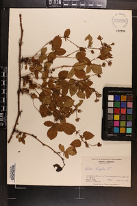 Rubus hispidus image