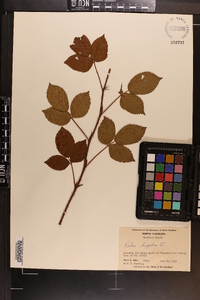 Rubus hispidus image