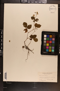 Rubus hispidus image