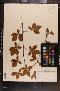 Rubus hispidus image