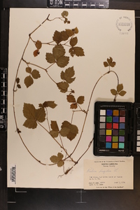 Rubus hispidus image