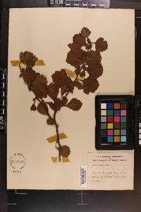 Crataegus alabamensis image