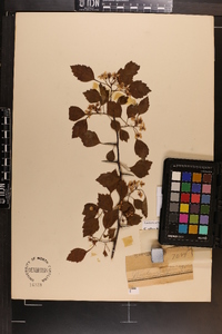 Crataegus gilva image